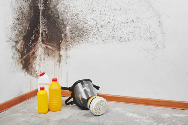 Trusted Kendall Park, NJ Mold Remediation Experts