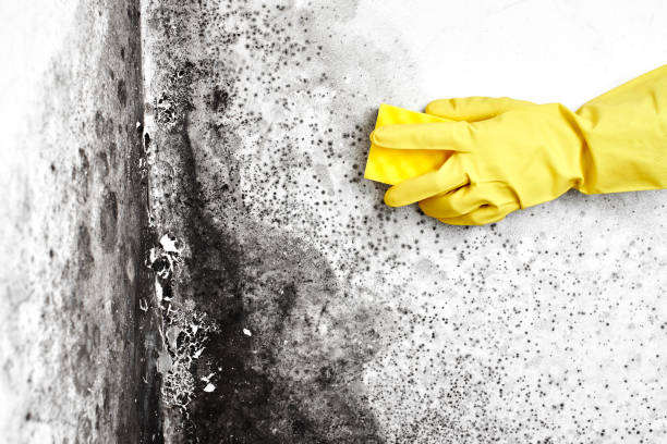 Best DIY Mold Remediation Support Services in Kendall Park, NJ