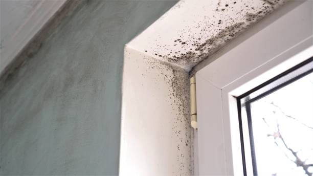 Best Post-Flood Mold Remediation in Kendall Park, NJ