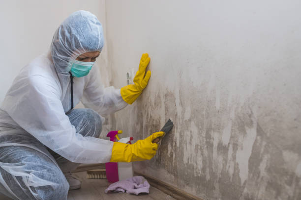 Best White Mold Remediation in Kendall Park, NJ