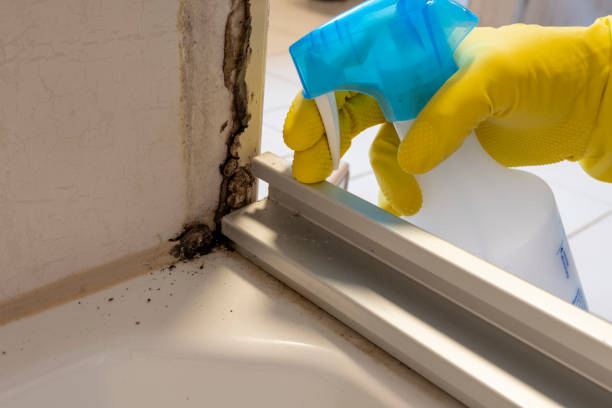 Best Insurance-Related Mold Remediation in Kendall Park, NJ